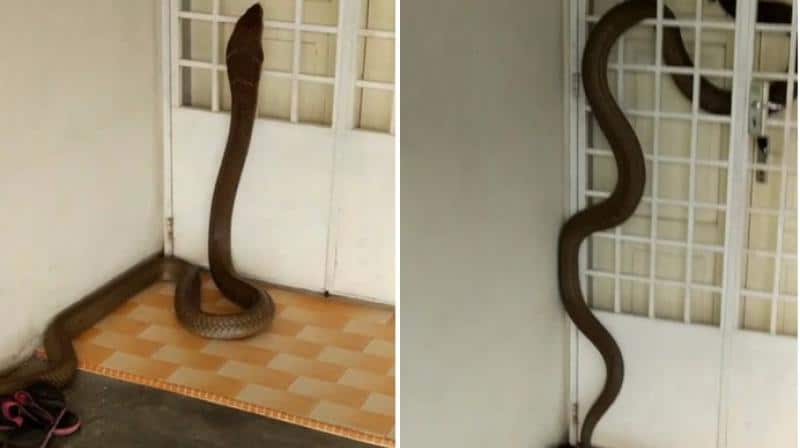 Ngủ mê thấy rắn hổ mang vào nhà