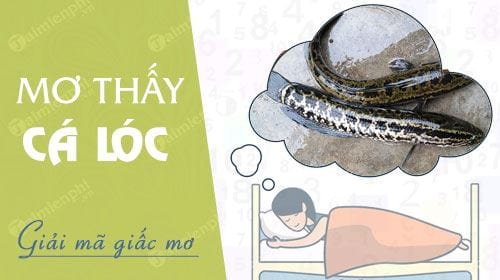 Nằm mơ thấy cá lóc nên tất tay con lô nào để trúng lớn